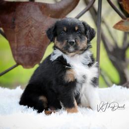 Pebble - Black tri-color female Australian Shepherd puppy in Olivehurst, California from Double M Aussies