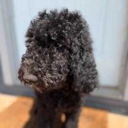 Clark - Black male Double Doodle puppy in Mineola, Texas from ETX Dandy Doodle