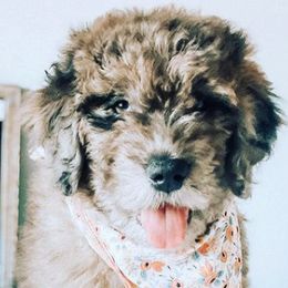 Goldendoodles from Maggie Moo’s Doodles