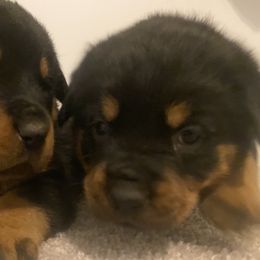 Rottweilers from Watson rotts