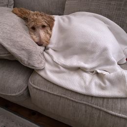 Aussiedoodle and Goldendoodle Puppies from Sweet Canaan Farm - Doodles