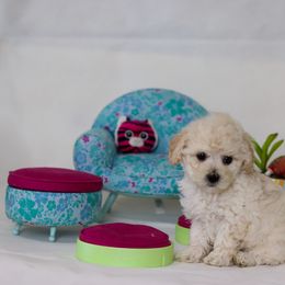 Poodle Puppies from Teacup & Toy Poodles
