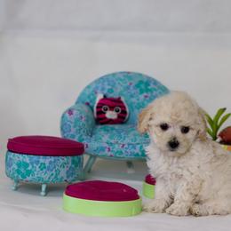 Poodle Puppies from Teacup & Toy Poodles
