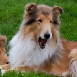 Collie Puppies from Maclen Collies
