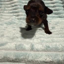 Berry (Black collar) - Cream male Dachshund puppy in Mountain Home, Arkansas from Furry Friends Kennel