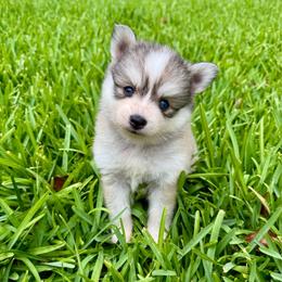 Pumpkin - Silver and white female Pomsky puppy in La Verne, California from Red Cedar Pomskies