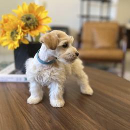 Billy (Blue) - Parti male Miniature Schnauzer puppy in Menifee, California from Moonshine’s Minis