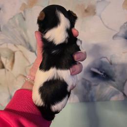 Titus - Black & tan tri-color male Morkie puppy in West Enfield, Maine from GRIFFEY'S SPA AND KENNEL