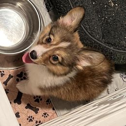 "Oakley (Ana X Oberon)" Pembroke Welsh Corgi Puppies from Ohana Corgis Inc