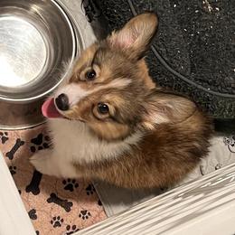 "Oakley (Ana X Oberon)" Pembroke Welsh Corgi Puppies from Ohana Corgis Inc