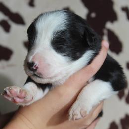BINX - Black tri-color male Australian Shepherd puppy in Star City, Arkansas from Blush & Lace Aussie Co.