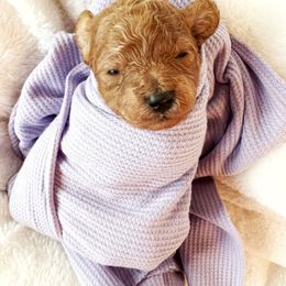 Ivy - Red  female Poodle puppy in Warrensburg, Missouri from Supreme Doodles