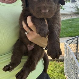 Girl 2 - Brown female Newfoundland puppy in Buhl, Idaho from Blue Heart Kennel