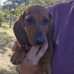 White Girl - Red female Dachshund puppy in Boyd, Texas from Rachel's Dachshunds