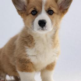 Clover - Red female Pembroke Welsh Corgi puppy in Narvon, Pennsylvania from Corgi Companions (license number 18998)