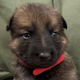 Red Girl - Sable female German Shepherd puppy in Grantsville, Utah from Vom Haus Denfors K9 - Working German Shepherds