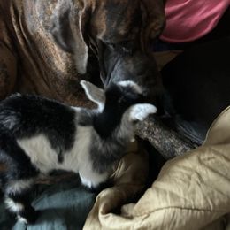 Great Dane All Grown Up from Port Bay Danes