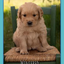 Winifred - Dark golden female Golden Retriever puppy in Driggs, Idaho from SK Golden Retrievers