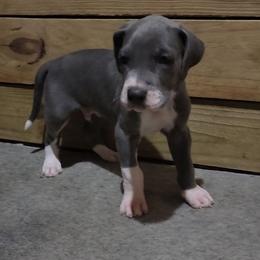 Jimmy - Blue and white male Great Dane puppy in Walker, Louisiana from La Rebel Danes