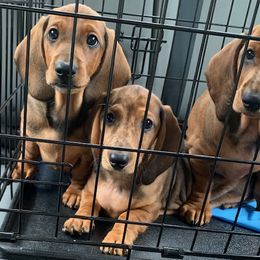 Dachshund Puppies from SkyeRiot Dachshunds