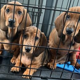 Dachshund Puppies from SkyeRiot Dachshunds