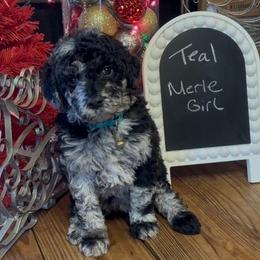 Teal - Fran - Merle female Goldendoodle puppy in Jasper, Georgia from Owen Doodles