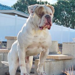Peso - American Bulldog