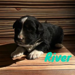 English Shepherd and Miniature Australian Shepherd Puppies from Ranch Dog Pups