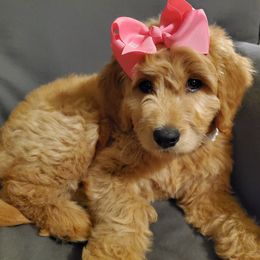 Goldendoodle Puppies from Lake Oakdale Doodles