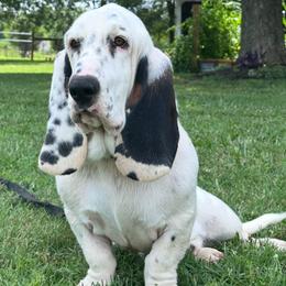 BoBo - Basset Hound