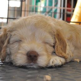 Australian Labradoodles from Lake Lure Labradoodles
