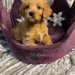 Cranberry - Red  female Goldendoodle puppy in Rockville, Minnesota from Bracha Poodles & Doodles