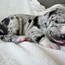 Bruce - Merle male Great Dane puppy in Littleton, Colorado from Denver Danes