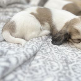 Girl 3 - Dachshund puppy in Newton, Mississippi from KP Dachshunds