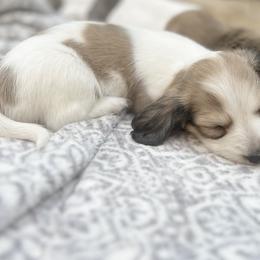 Girl 3 - Dachshund puppy in Newton, Mississippi from KP Dachshunds