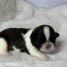 Boy 2 - Red and white male Shih Tzu puppy in New York, New York from Falling Star