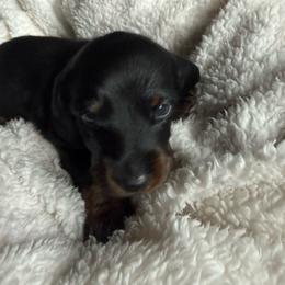 Boy 1 black - Black and tan male Dachshund puppy in Xenia, Ohio from Kuhbander Stable Llc
