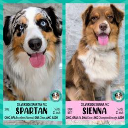 Australian Shepherd puppies from Silverside Aussies LLC