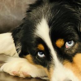 Darla - Miniature American Shepherd