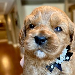 Nayvee - Red Cockapoo puppy in Roseville, California from Darby Park Doodles