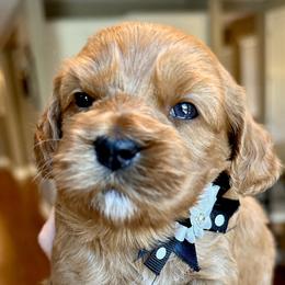 Nayvee - Red Cockapoo puppy in Roseville, California from Darby Park Doodles