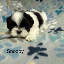 Snoopy - Black and white male Shih Tzu puppy in Jasper, Indiana from Jacob’s Spoiled Shih Tzu