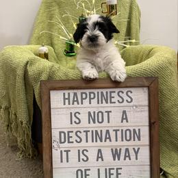 Boy 1 - Black and white male Havanese puppy in Ann Arbor, Michigan from La Brisa Havanese