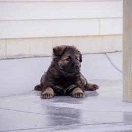 German Shepherd Puppies from Journey's German Shepherds (Kennel Vom Himmel)