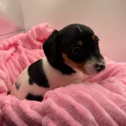 Vera - Piebald female Dachshund puppy in Mountain Home, Arkansas from Furry Friends Kennel