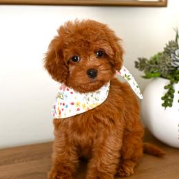 Finch - Red female Cavapoo puppy in Tucson, Arizona from Sun Valley Goldendoodles