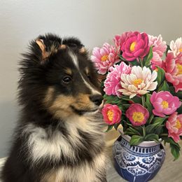 Bond James Bond - Black white and tan Shetland Sheepdog puppy in New Richmond, Ohio from Heaven’s Shelties