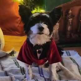 Max - Biewer Terrier