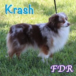 Krash - Toy Australian Shepherd