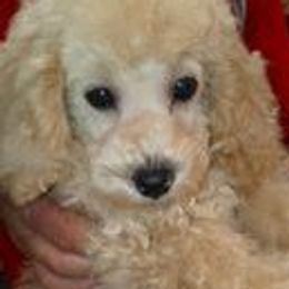 Poodles from McCartys little poodles